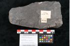 Foto (Objekt + Etikett) von Camptopteris haastii Ettingshausen (NHMW-GEO-2024-0188-10296)